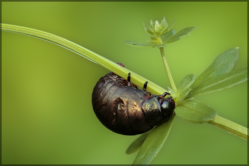 Larva di Timarcha sp.